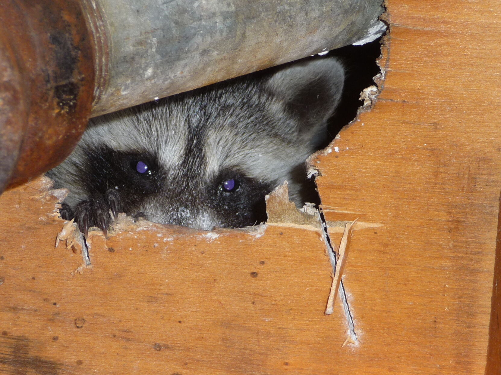 raccoon 2.JPG